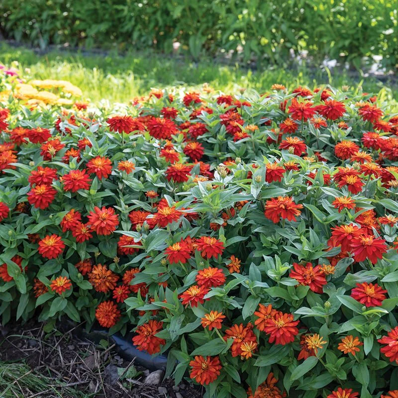 Flowers - Potting/Dwarf Zinnias