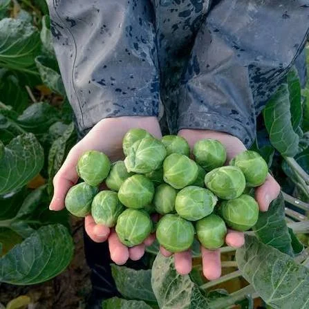 Brussels Sprout - Attis