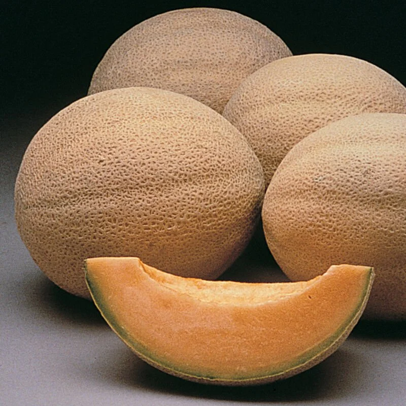 Melon, Cantaloupe - Athena