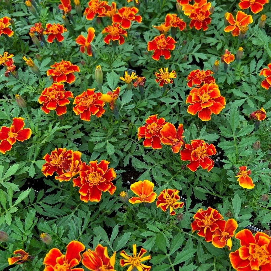 Flowers - Dwarf French Marigolds