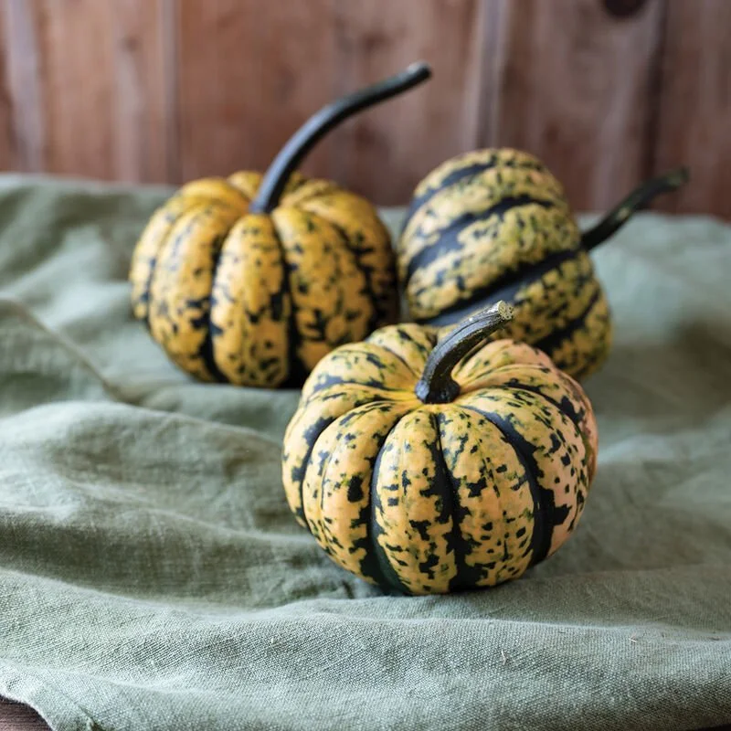 Winter Squash - Honey Bun
