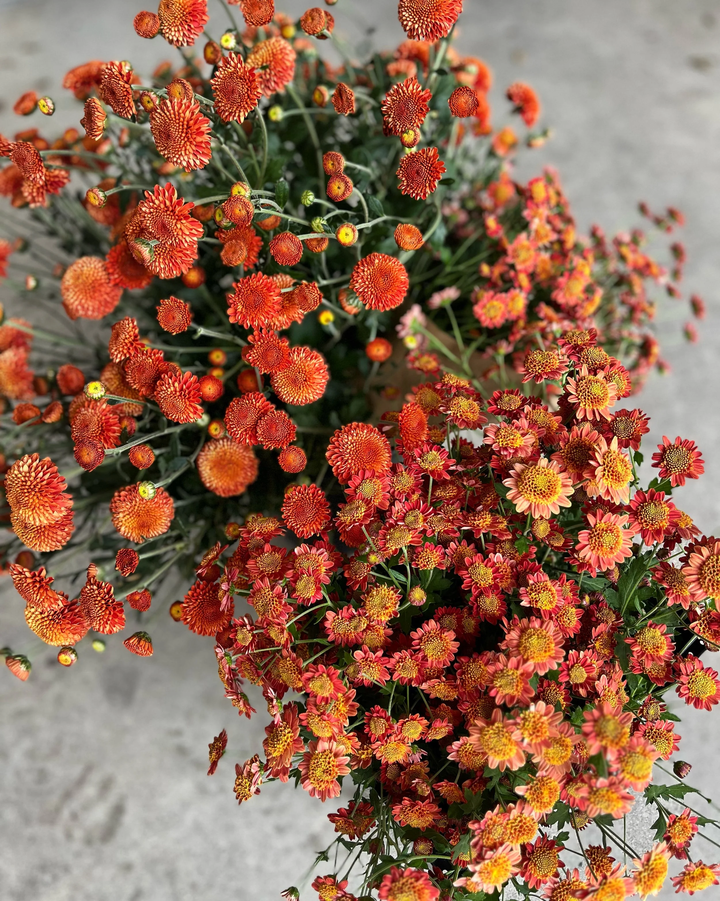 bronze fleece and kelvin mandarin chrysanthemum.JPG