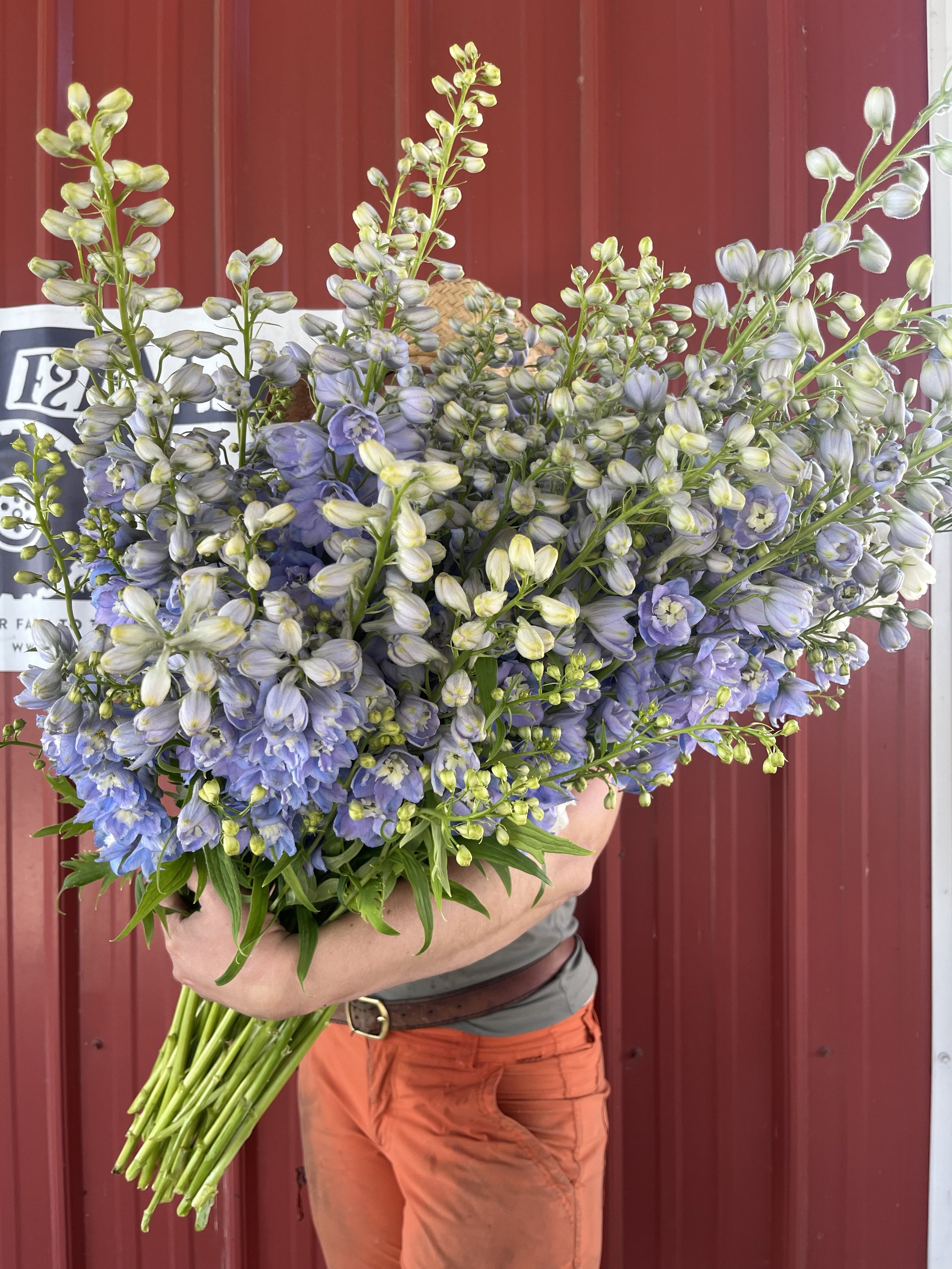 Delphinium Guardian Lavender.jpg