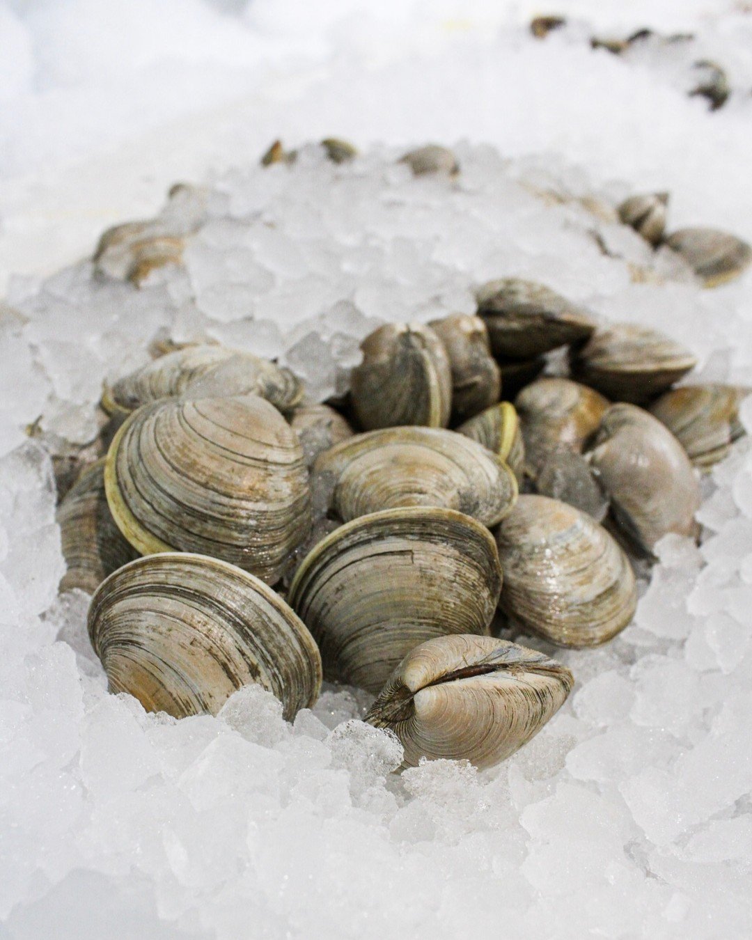 Feast of the seven fishes loading...

Our seafood cases are stocked &amp; ready for your Christmas Eve feasts. Here's our holiday hours this week;

Tuesday 12/23: 9am-6:30pm
Wednesday 12/24: 8am-5pm
Thursday 12/25: Closed

#bethesdamd #freshseafood #