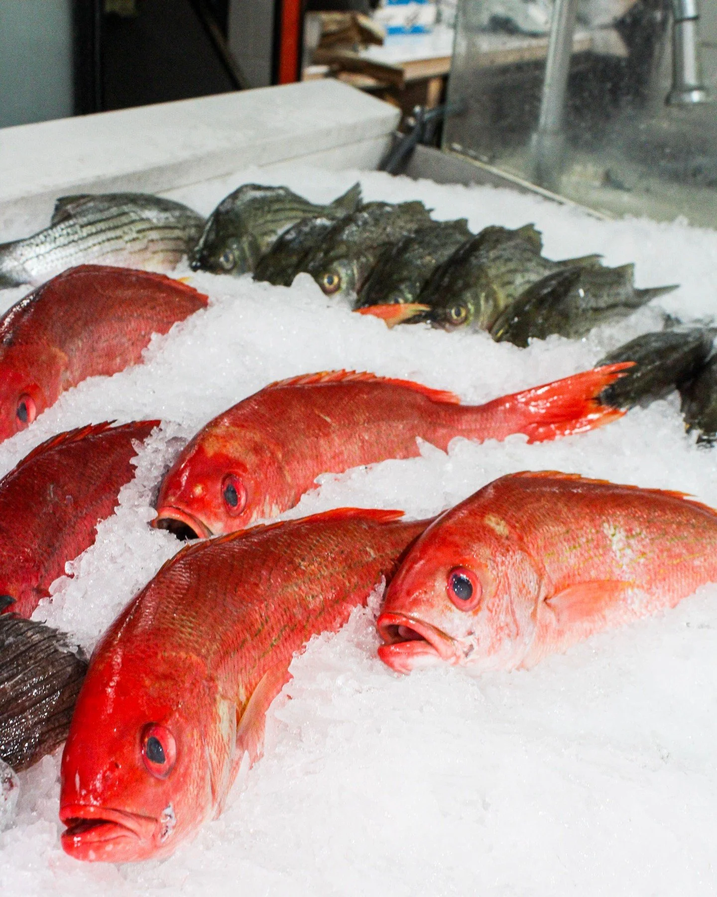 Whole Red Snapper fresh &amp; ready for you. It's a great fish for grilling. It holds up really well to spices - like jerk or Cajun spices, but simple lemon or citrus works well too. 

Ask our staff how to grill it whole next time you're in. 

#redsn