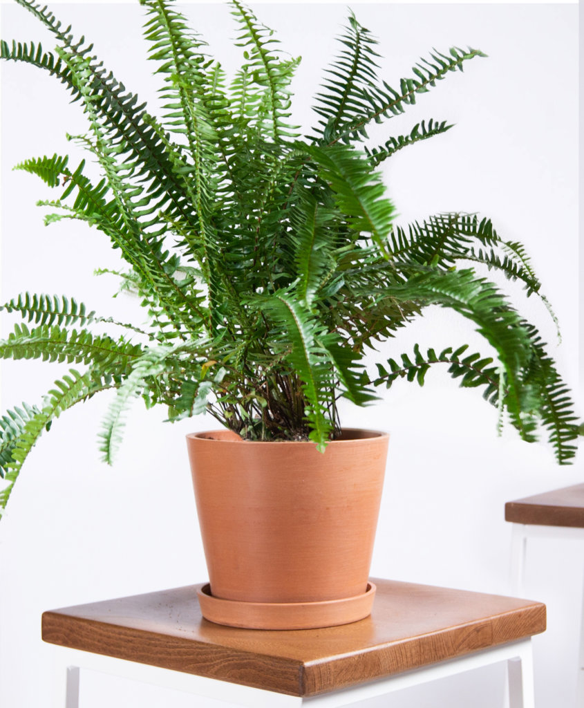 bloomscape_product-kimberly-queen-fern-clay-2-845x1024.jpg