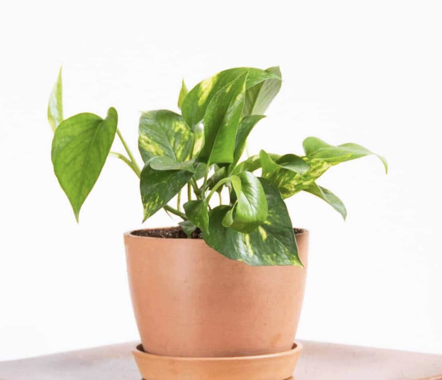 Plant: Pothos