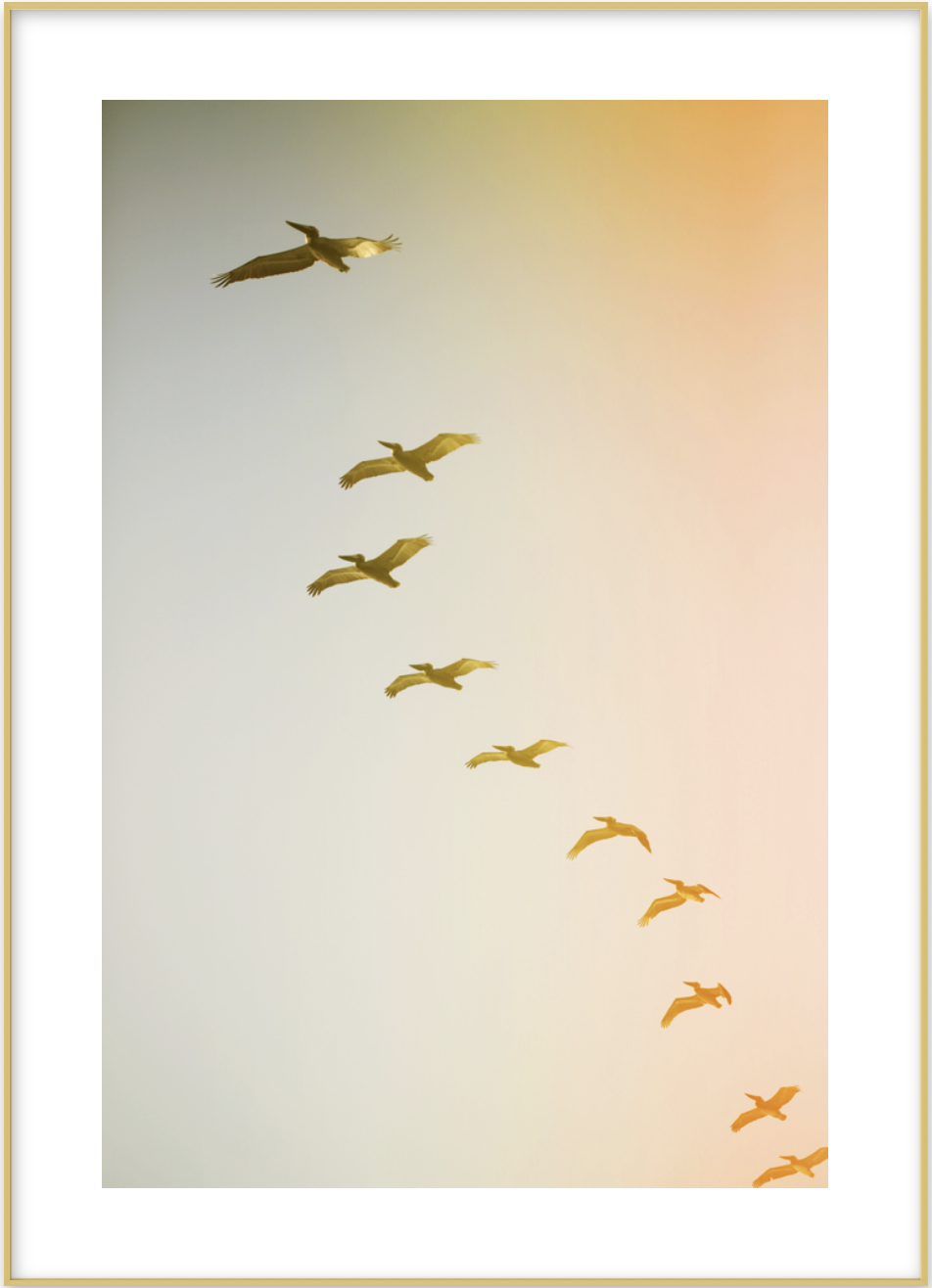 Art: Pelicans