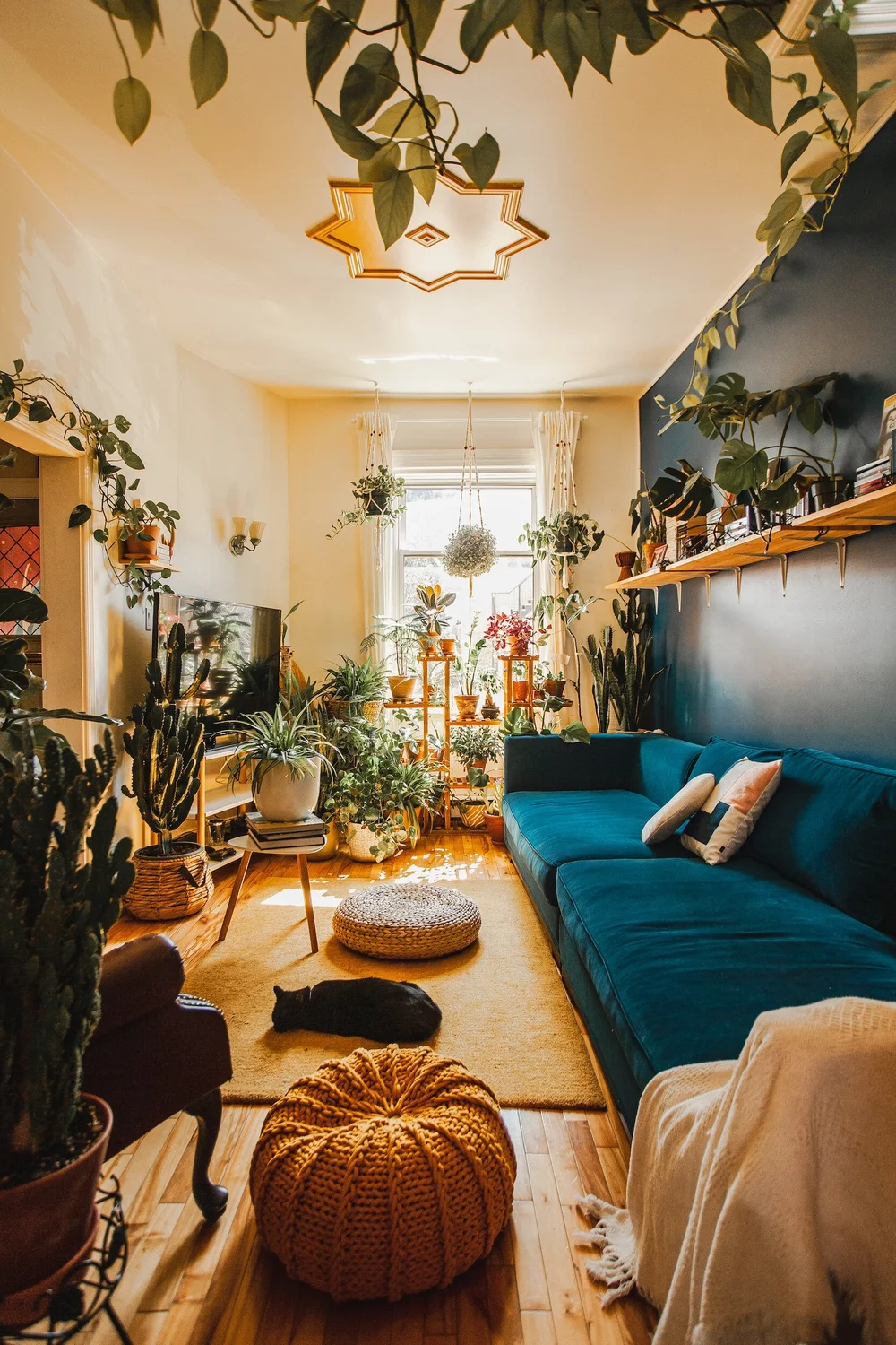 Embracing Winter Greenery: Indoor Plant Ideas for a Cozy and Healthy Home   Redesigned Classics