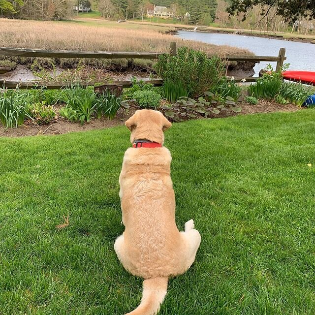 Cello taking in the view #outdoorvisitwithfriend#socialdistancing #inagoodway #needmypeeps #lovewherewelive