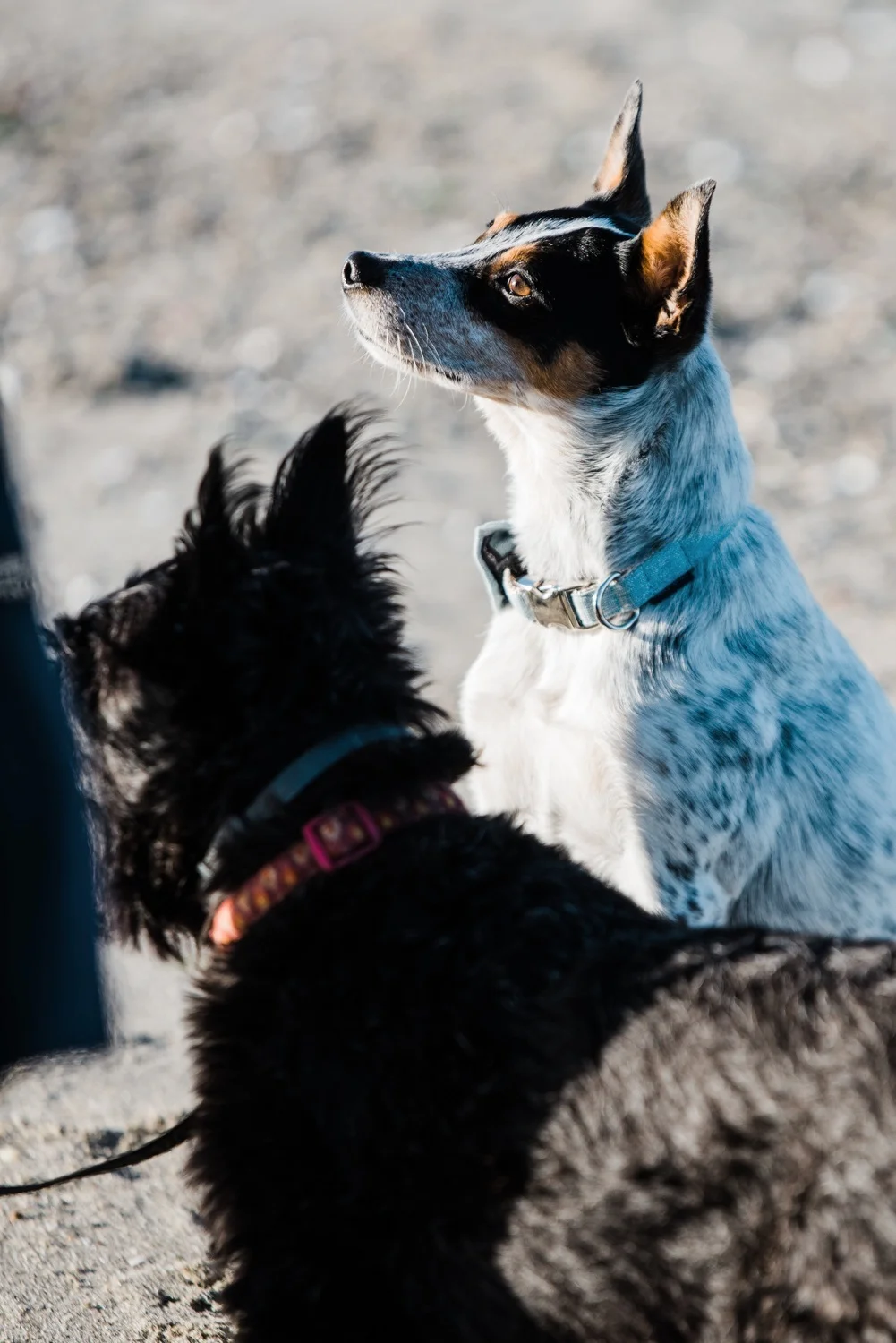 03%2B-%2BRI%2BBeach%2BQueer%2BEngagement%2BShoot%2BFriends%2Band%2BDogs%2B%25283%2Bof%2B42%2529.jpg