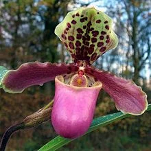 Paphiopedilum_001.jpg