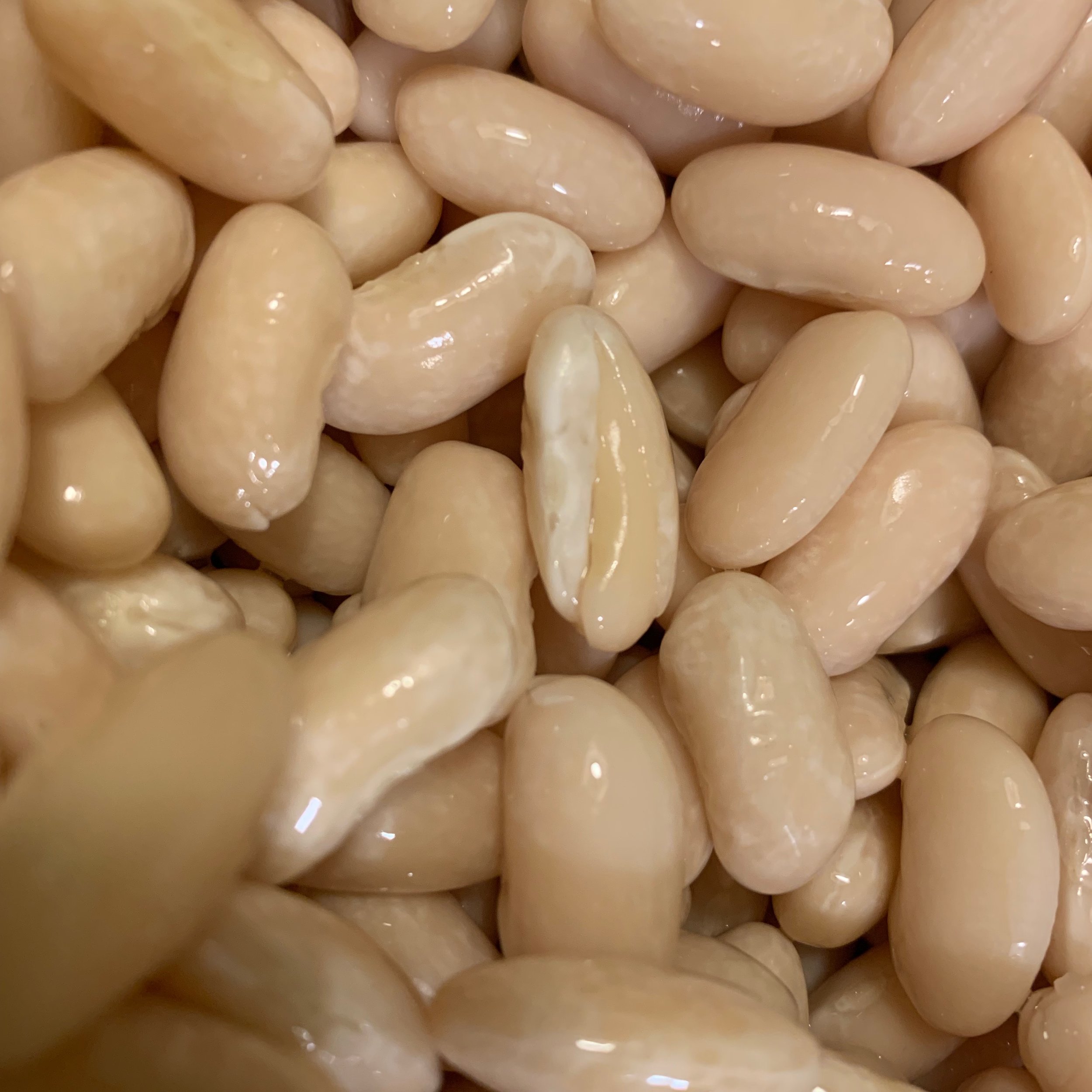 soak your beans in warm water with baking soda and see if you can get them to sprout
