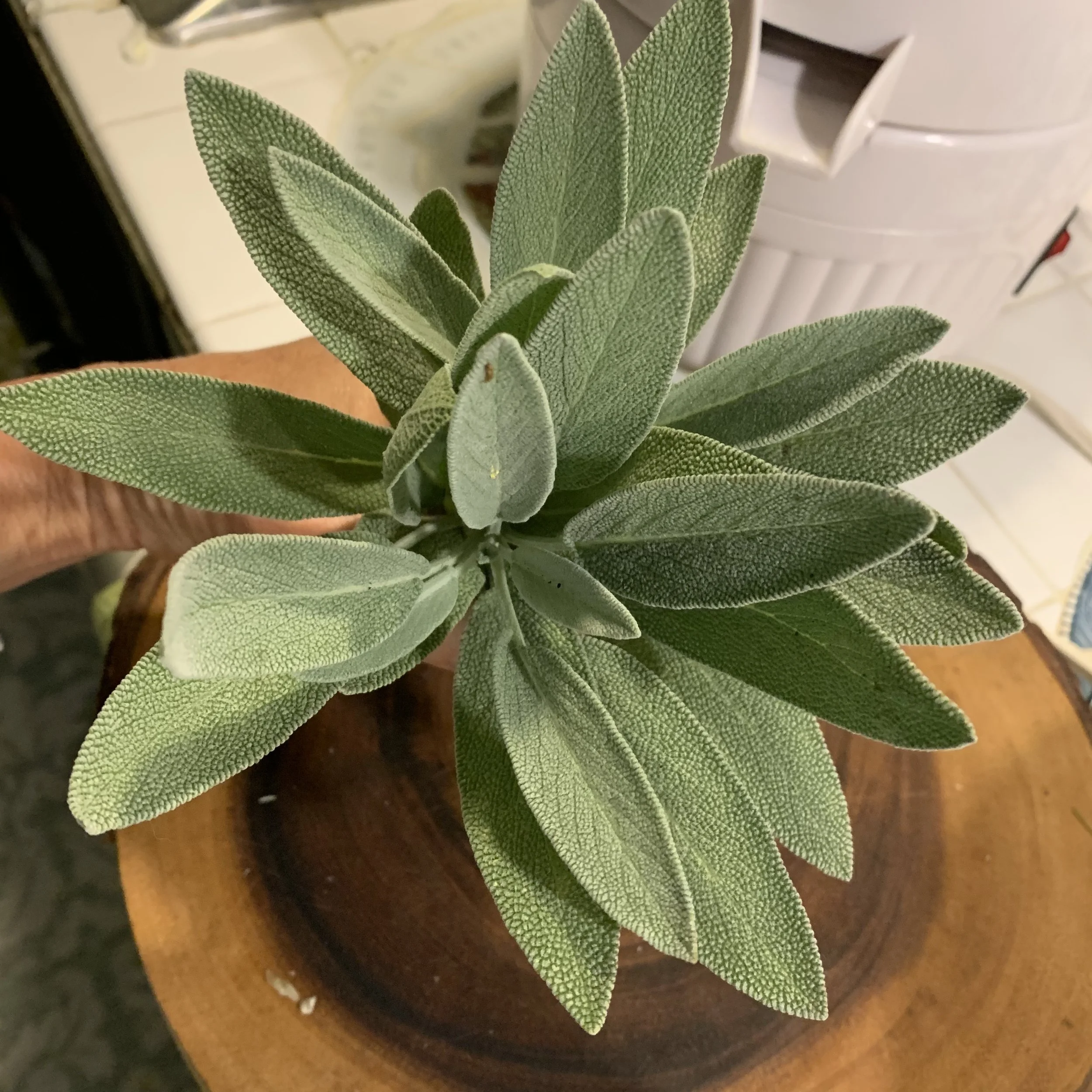 sage &amp; pine nut cabbage cake recipe