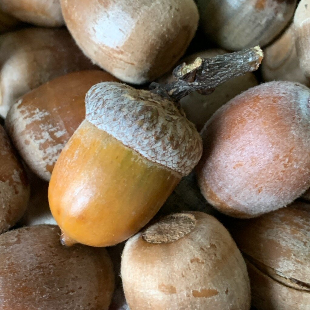 gather acorns