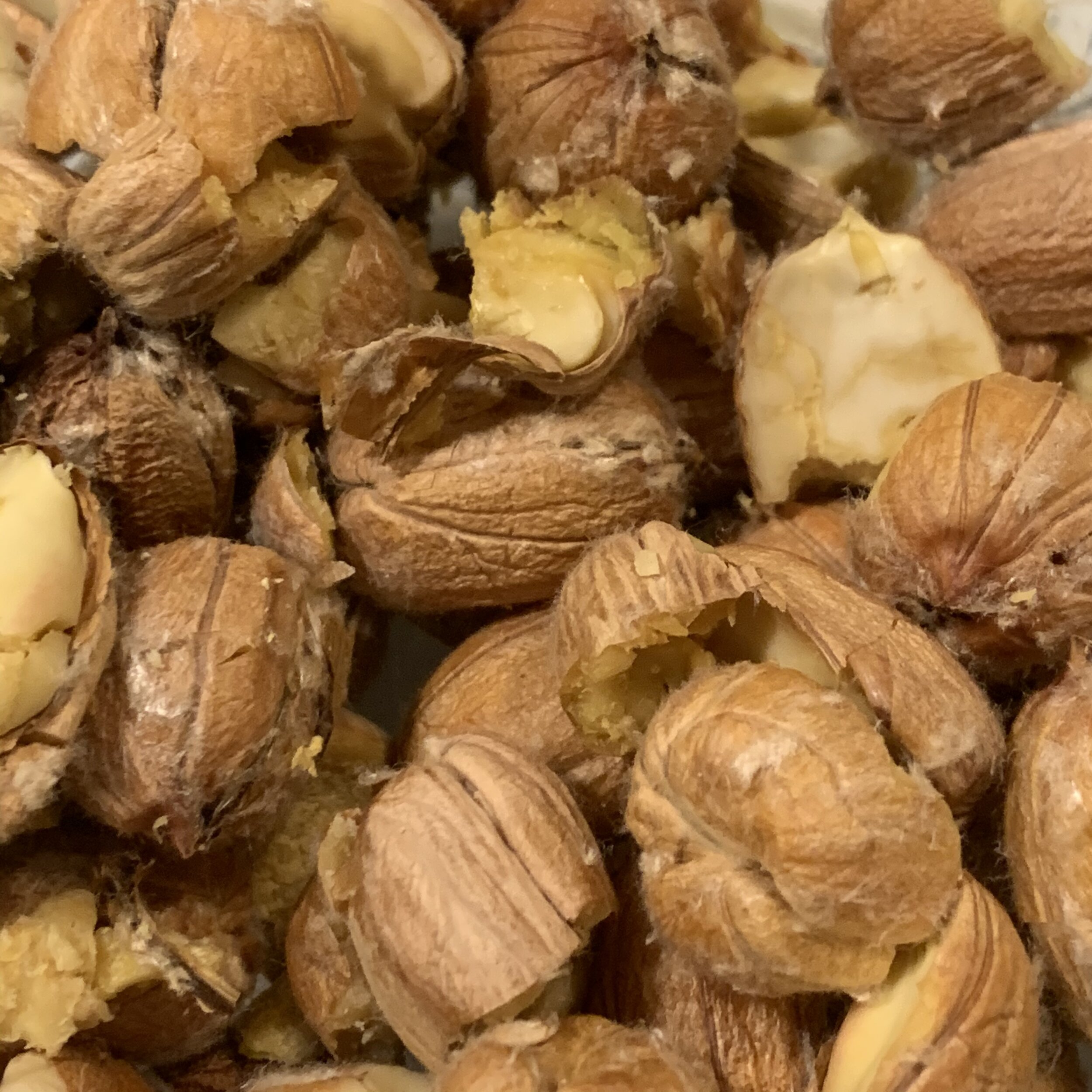 fresh kernels are moist, easier to process