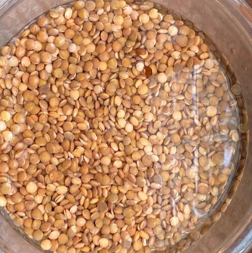 Soaking lentils about to sprout