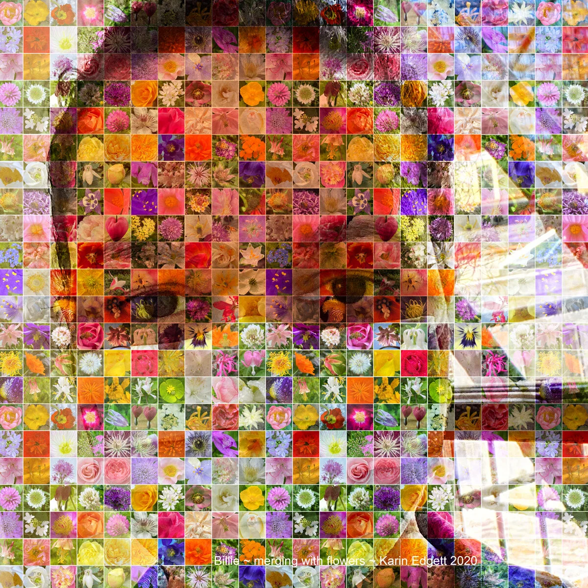 Billie_12x12Sq_KarinEdgett2020small.jpg