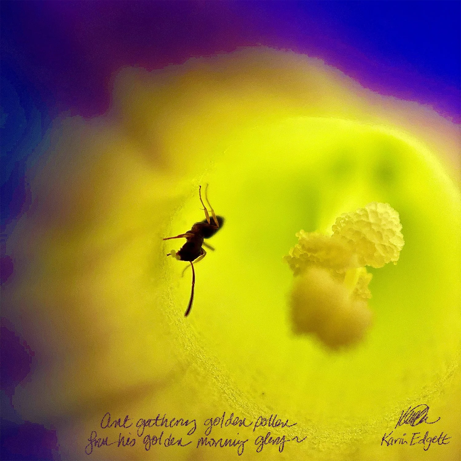 ant gathering golden pollen in a golden morning glory