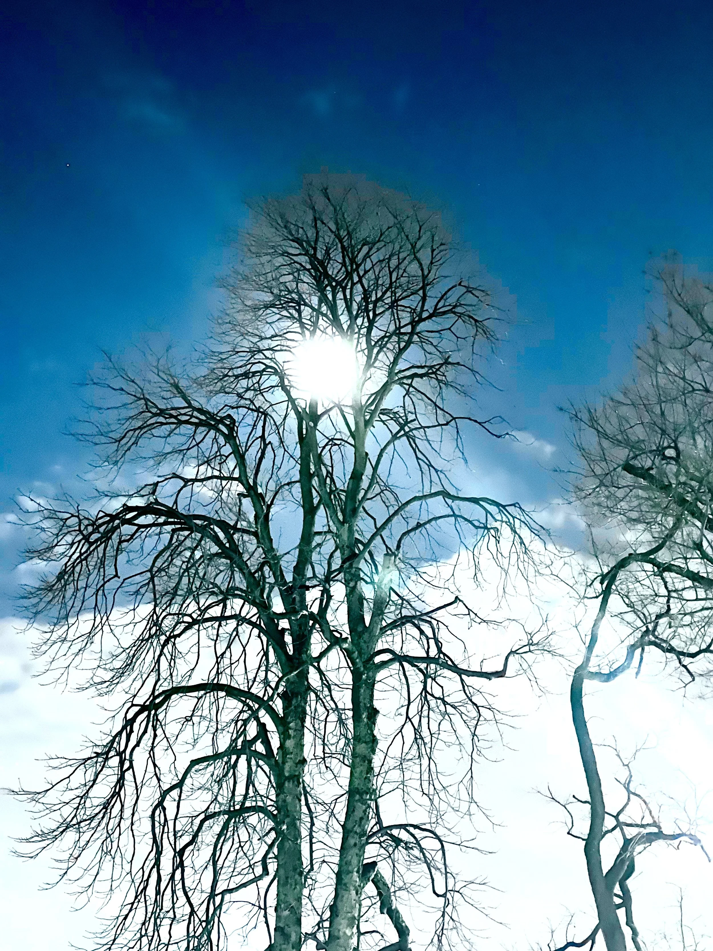 powerful full moon ~ and the trees rejoice