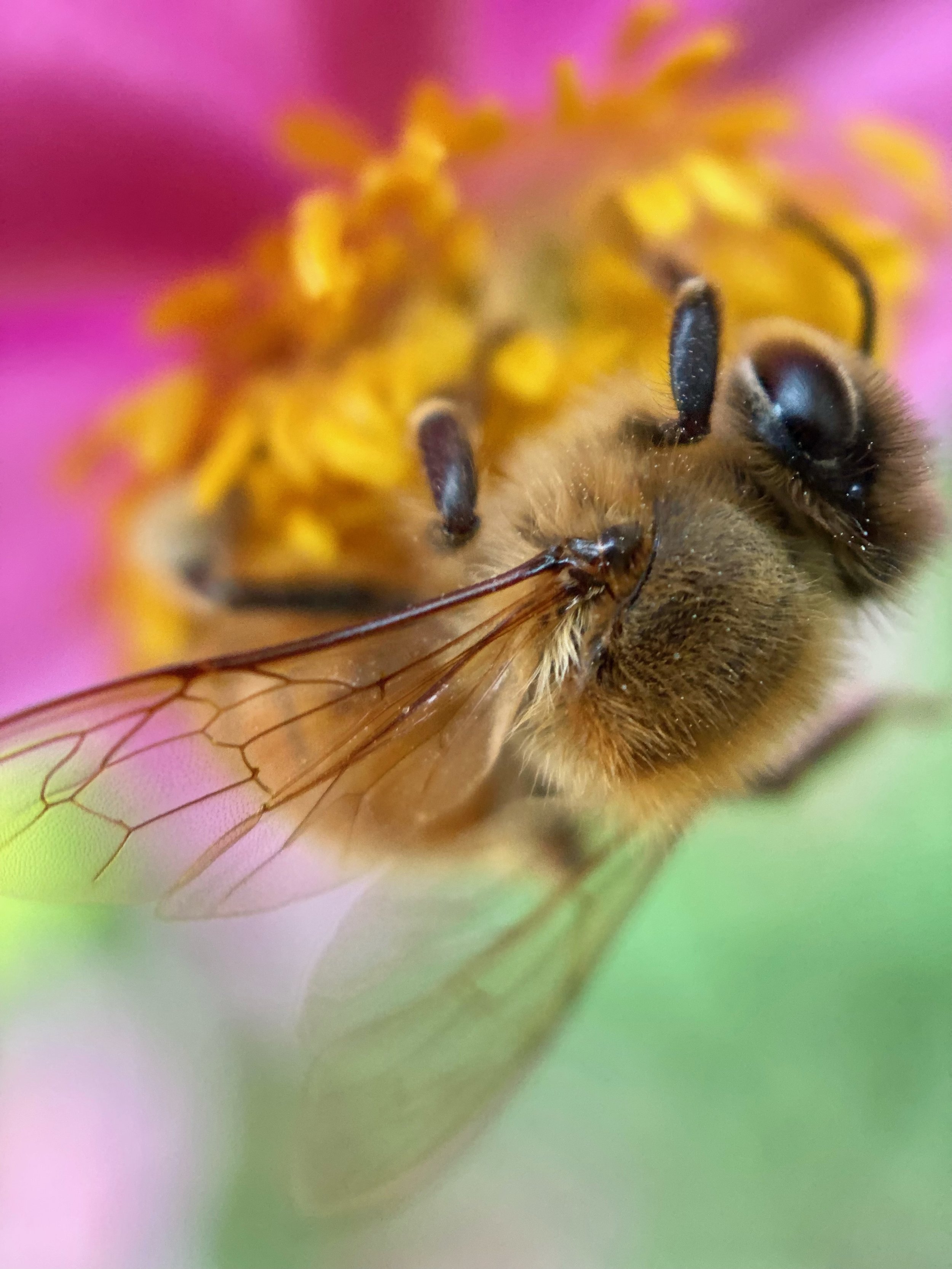 Pollinator of a colorful New Earth ~