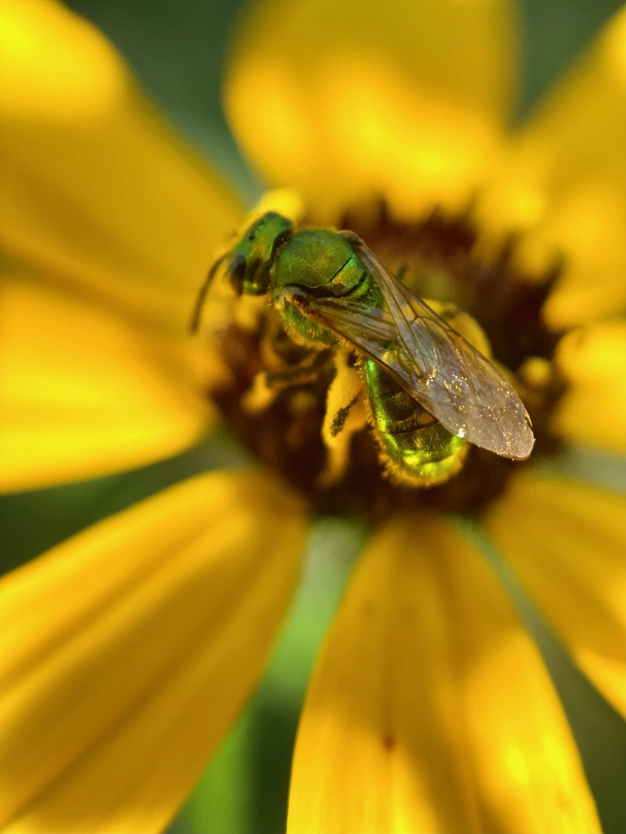 Native green bee ~ pollinator of a colorful New Earth ~