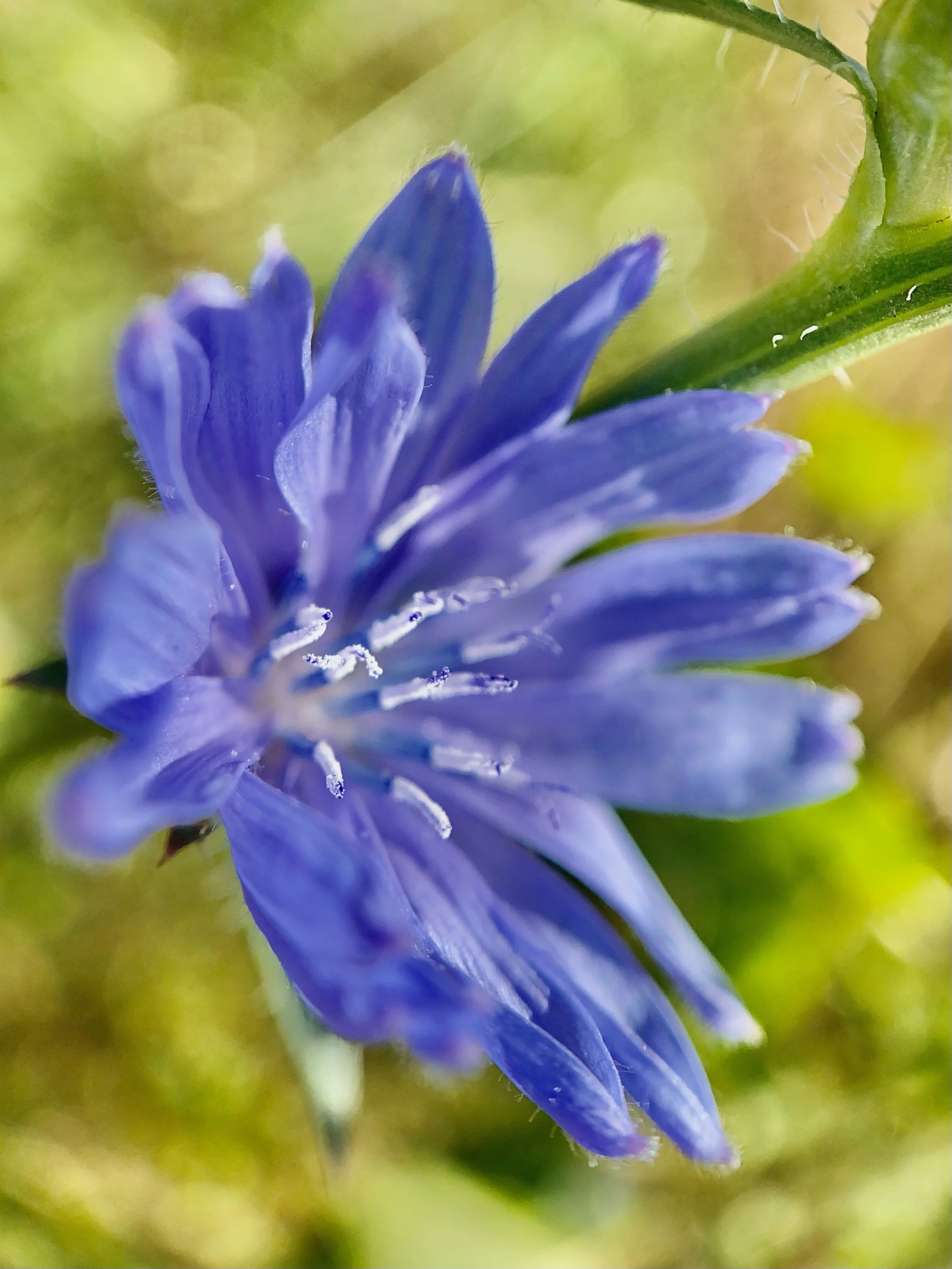 Blue light play ~ chicory weed