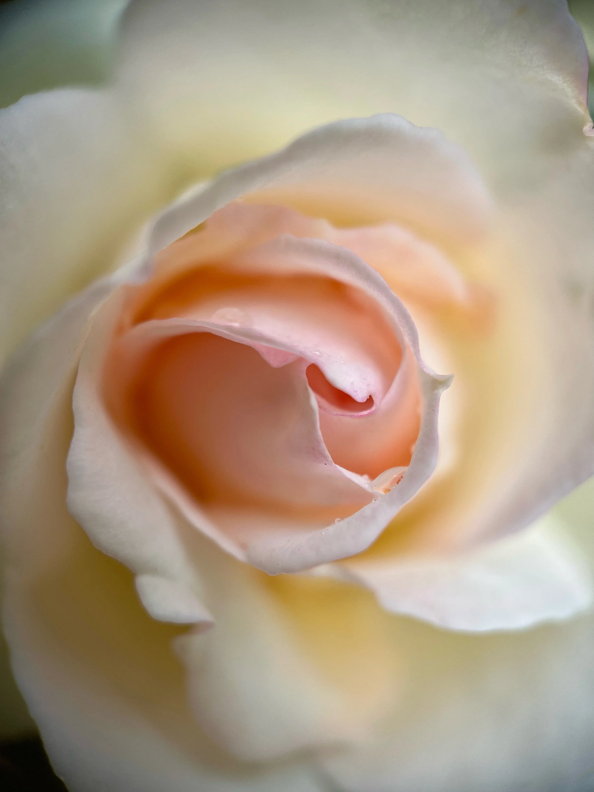 The pink rose ~ softness & rebirth