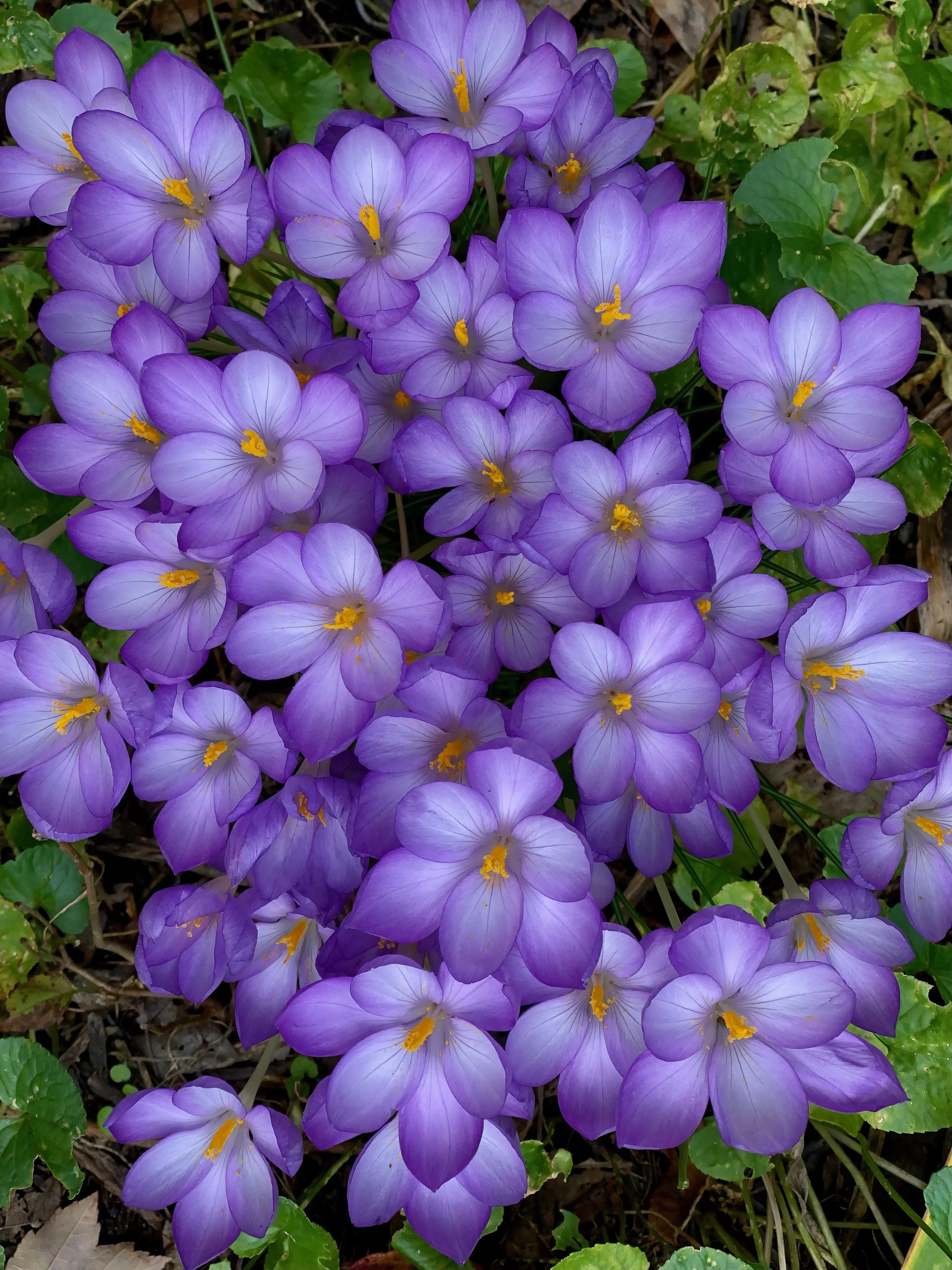crocus power bloom ~ a powerful energetic grid point ~