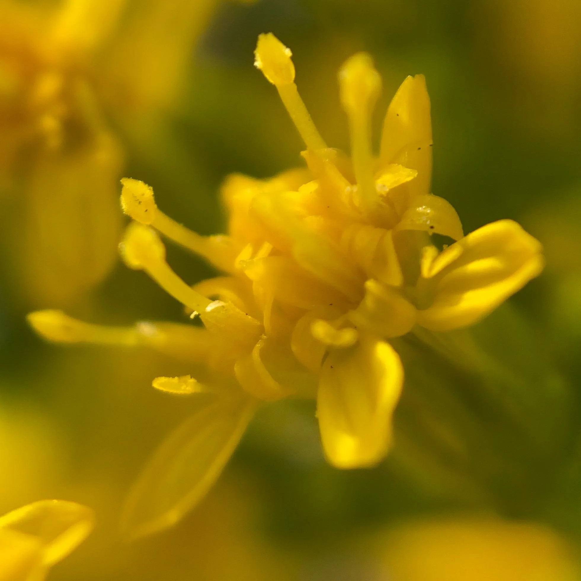 Botanical SuperConsciousness