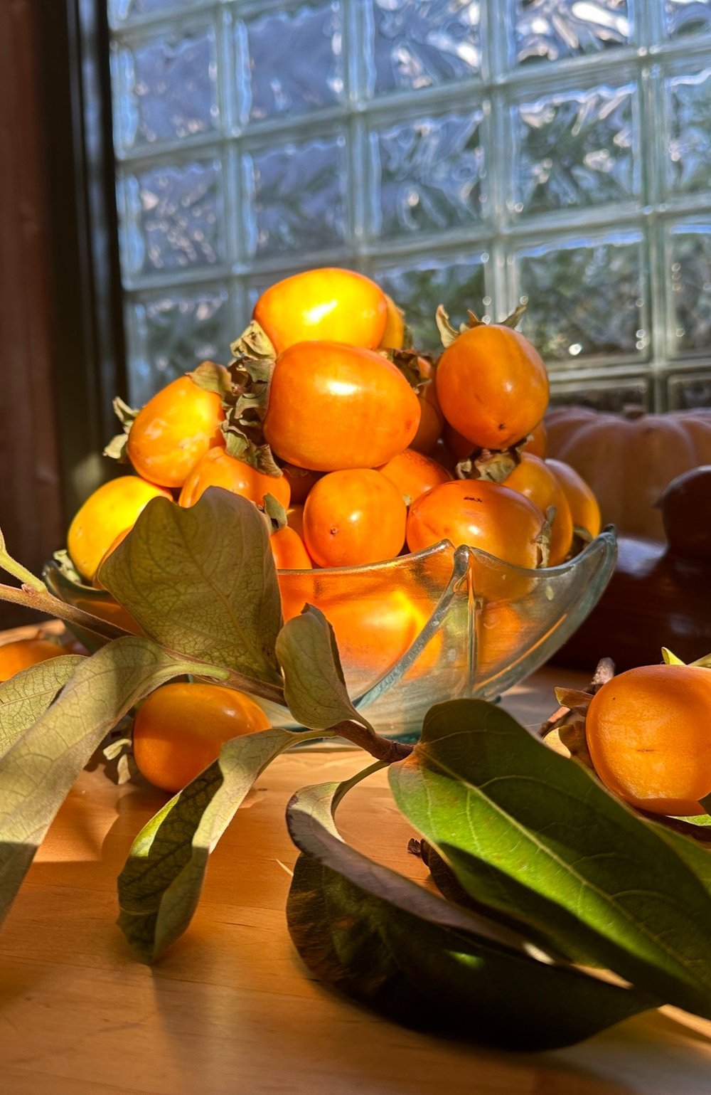 Hachiya persimmons harvest