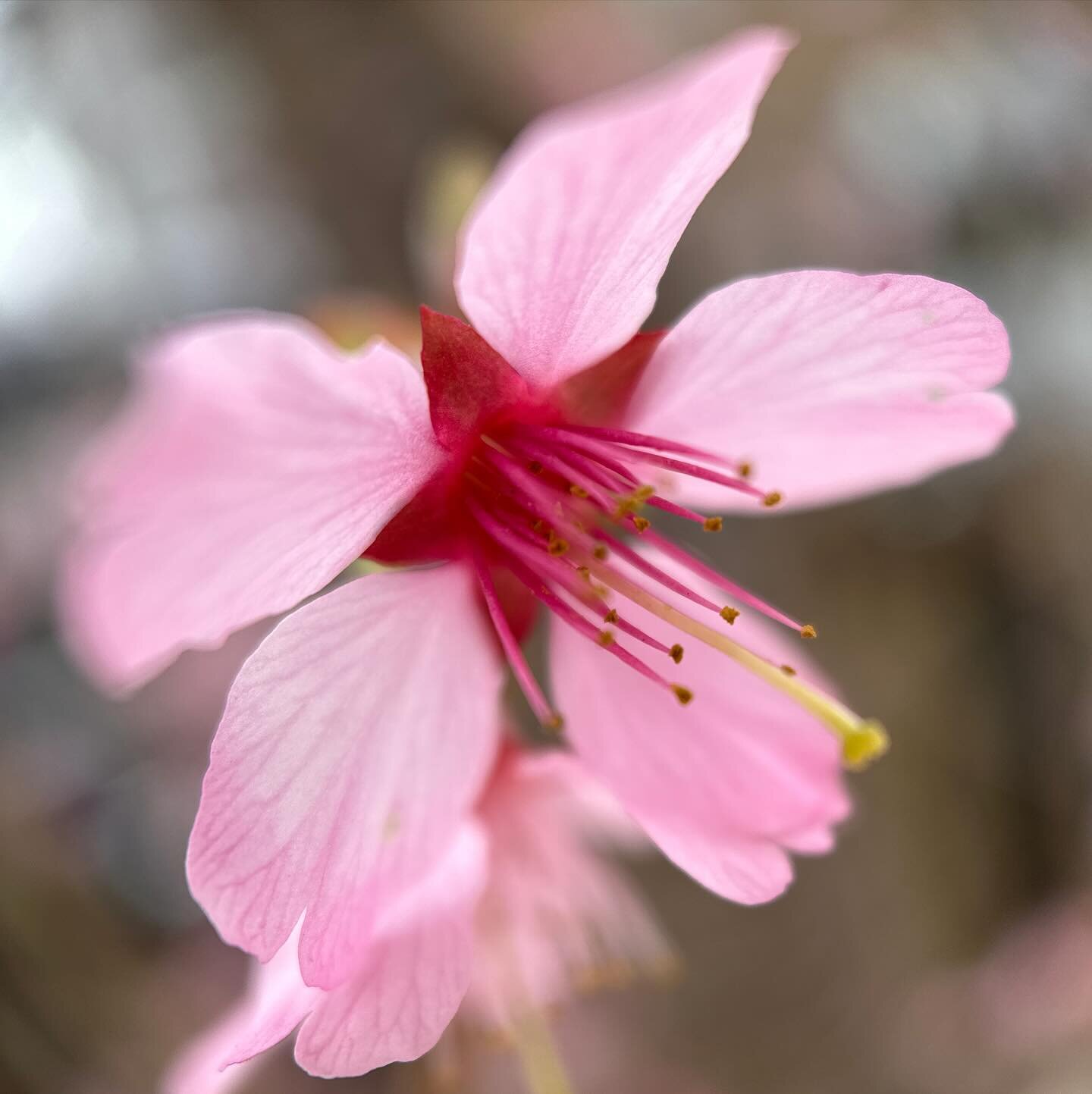 Pink Cherry blossoms are blooming and the bees are buzzing ~ 

#beesbuzzing #pinkcherryblossom