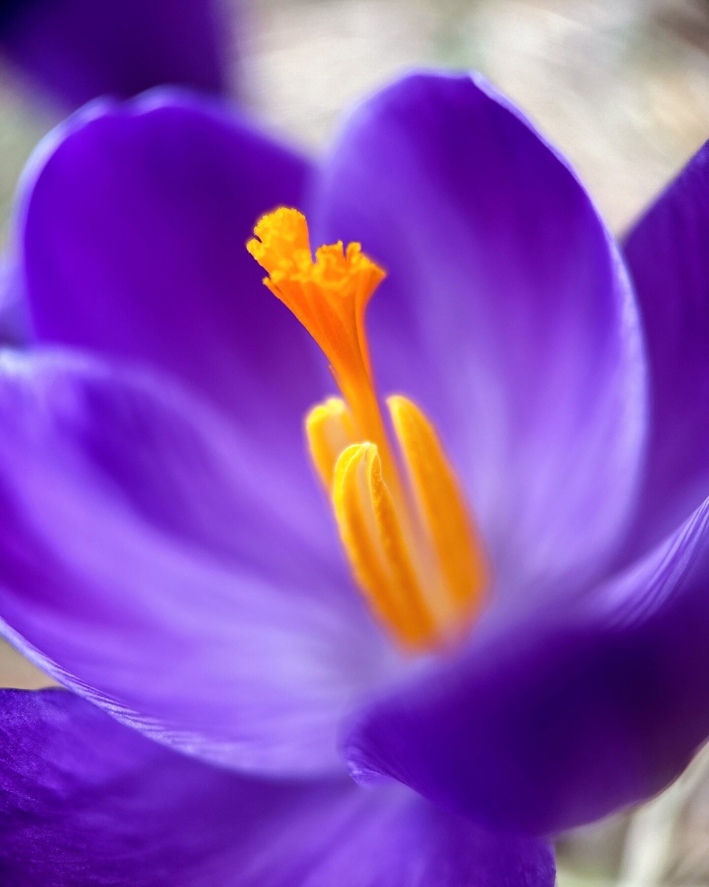 Morning spring crocus in purples ~