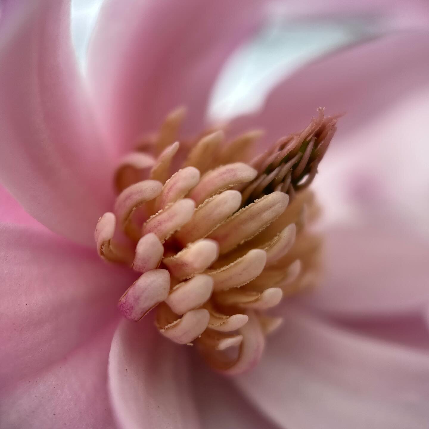 The goddess magic within the star magnolia ~