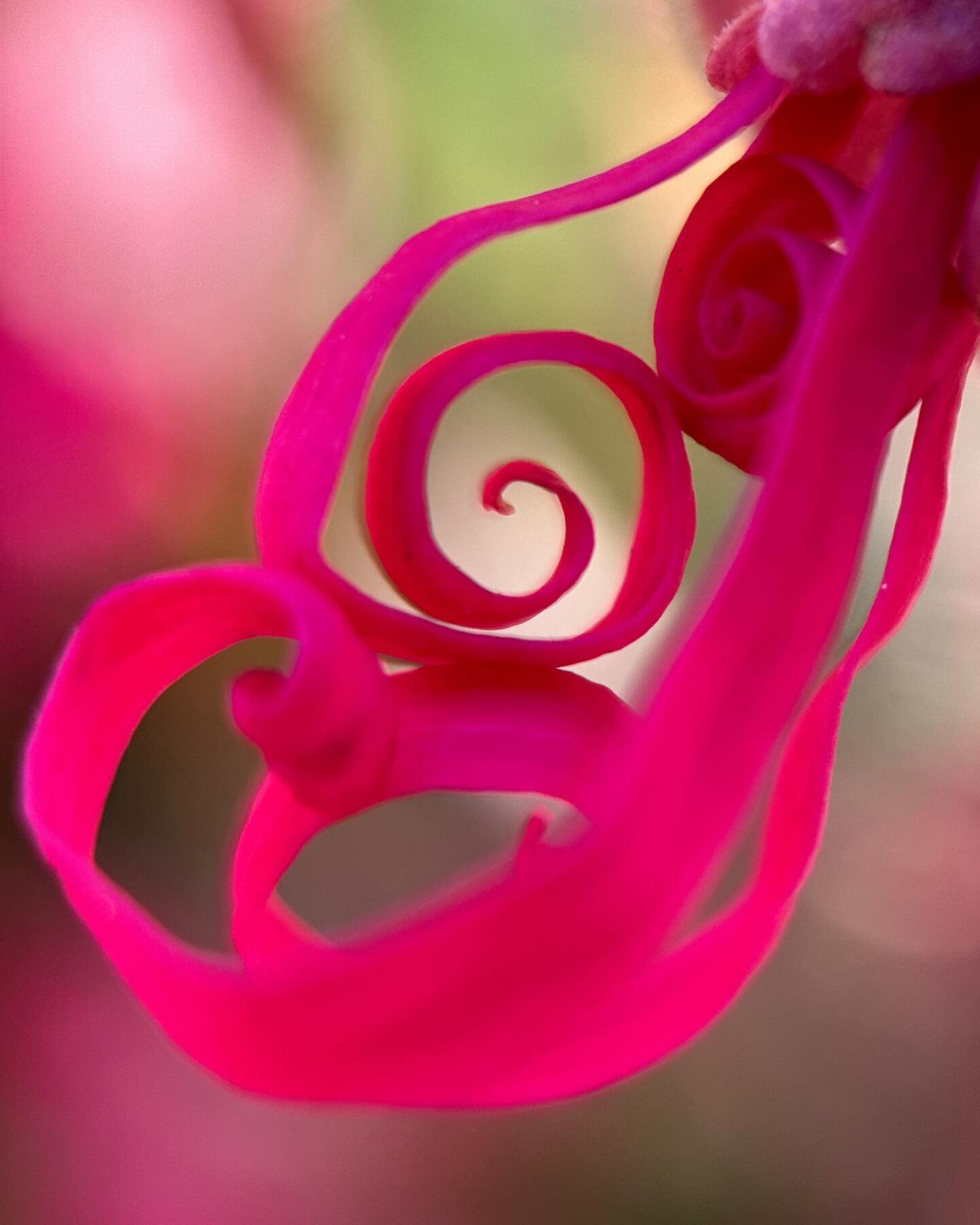 Unfolding spirals of fringe flower ~ 

#fringeflower #unfolding