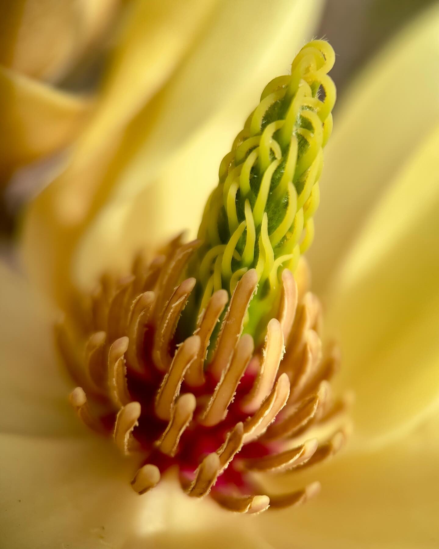 The rarely seen yellow magnolia magic ~ from a neighbors garden ~