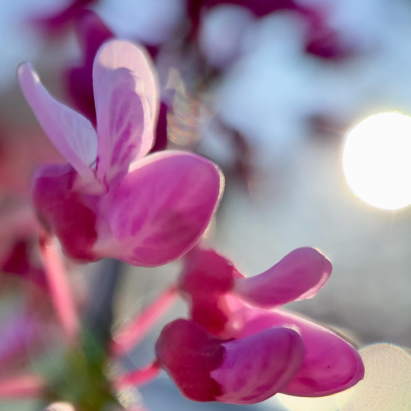 Infusing the evening light of redbud in a tea ~ 

#edibleflowers #redbud #infusion