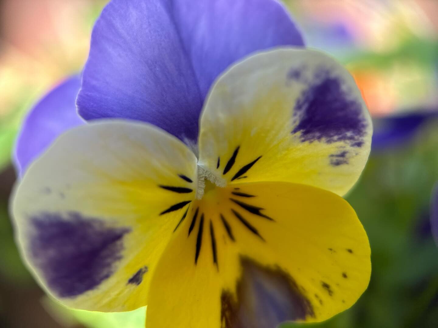 From my garden to my cookie ~ 

#viola #eatmoreflowers
