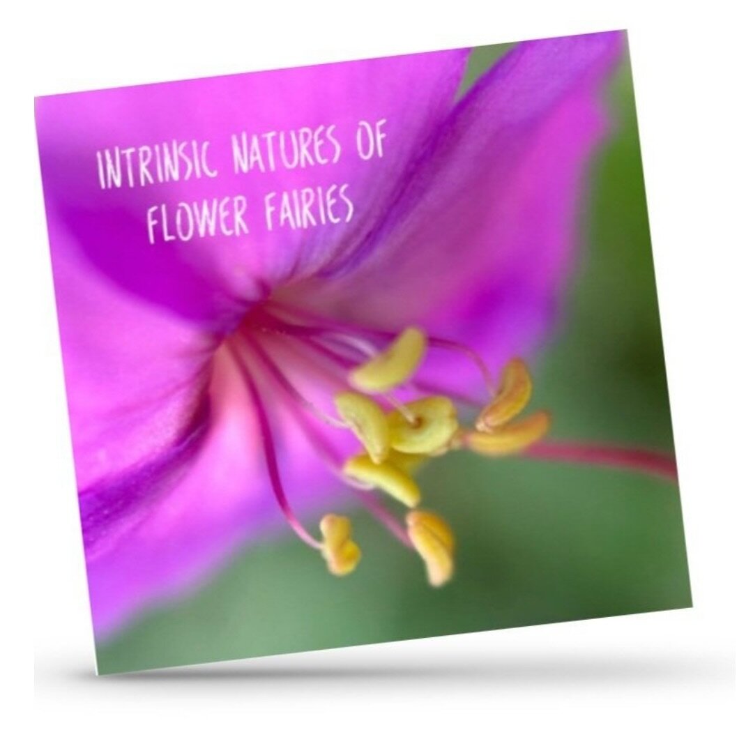 New book full of high vibrating flower and fairy energy. 

See it at the #capitalartbookfair this weekend!  #

Details on my website KarinEdgett.art

#fairytale  #fairybook #flowerfairies #fairyflowers