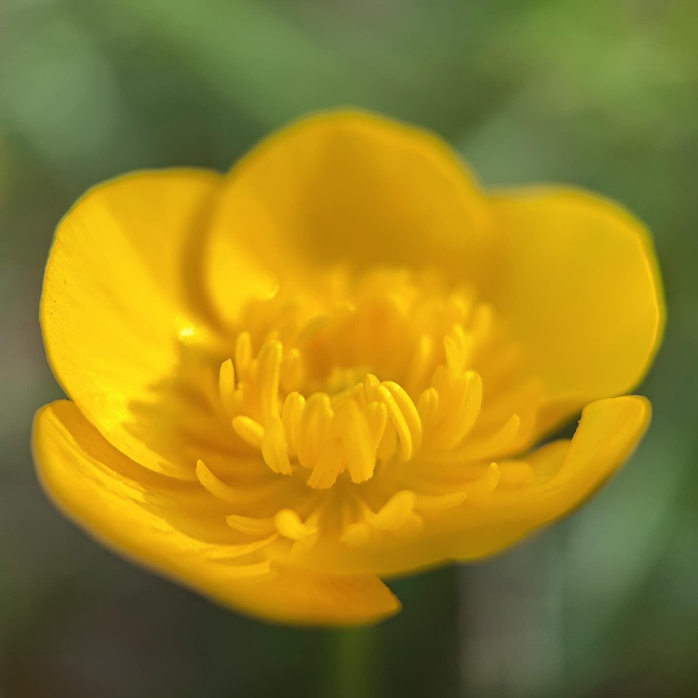 Buttercups are little solar ovens popping up everywhere in early spring ~