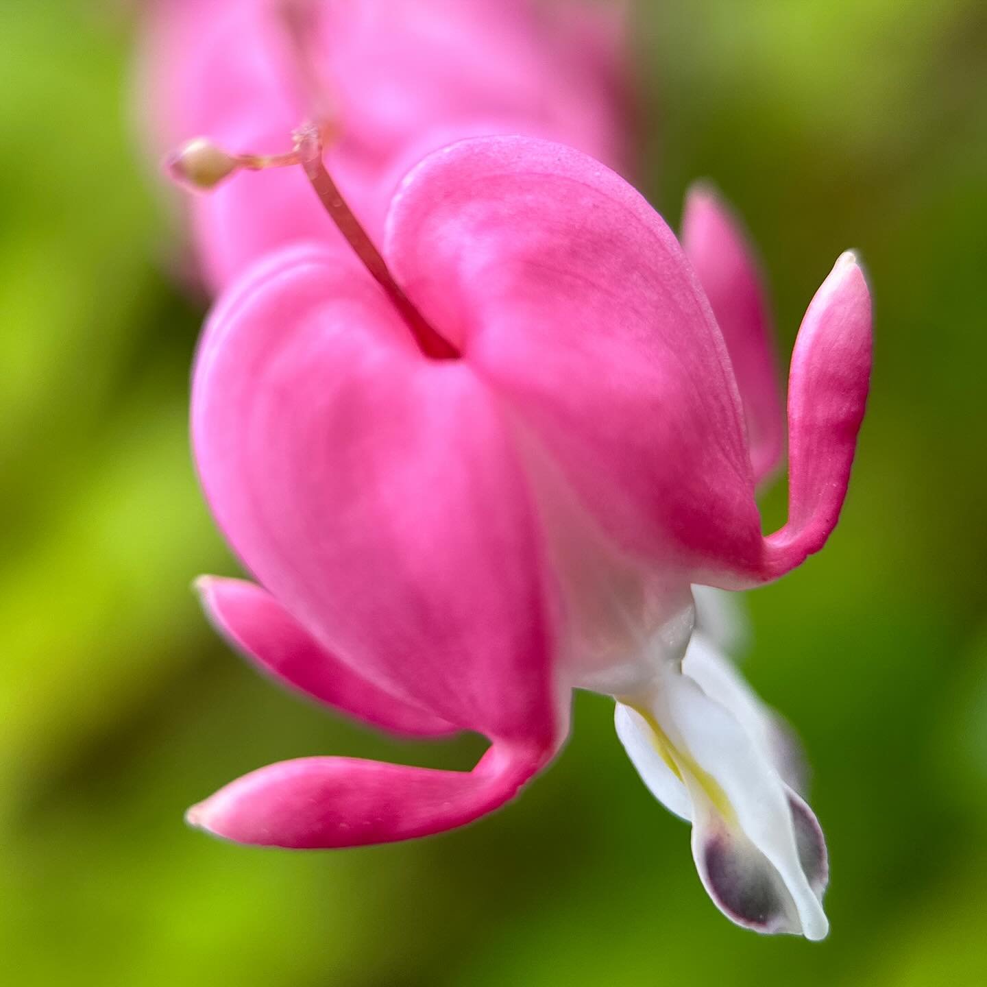 Bleeding hearts ~ aligned hearts ~