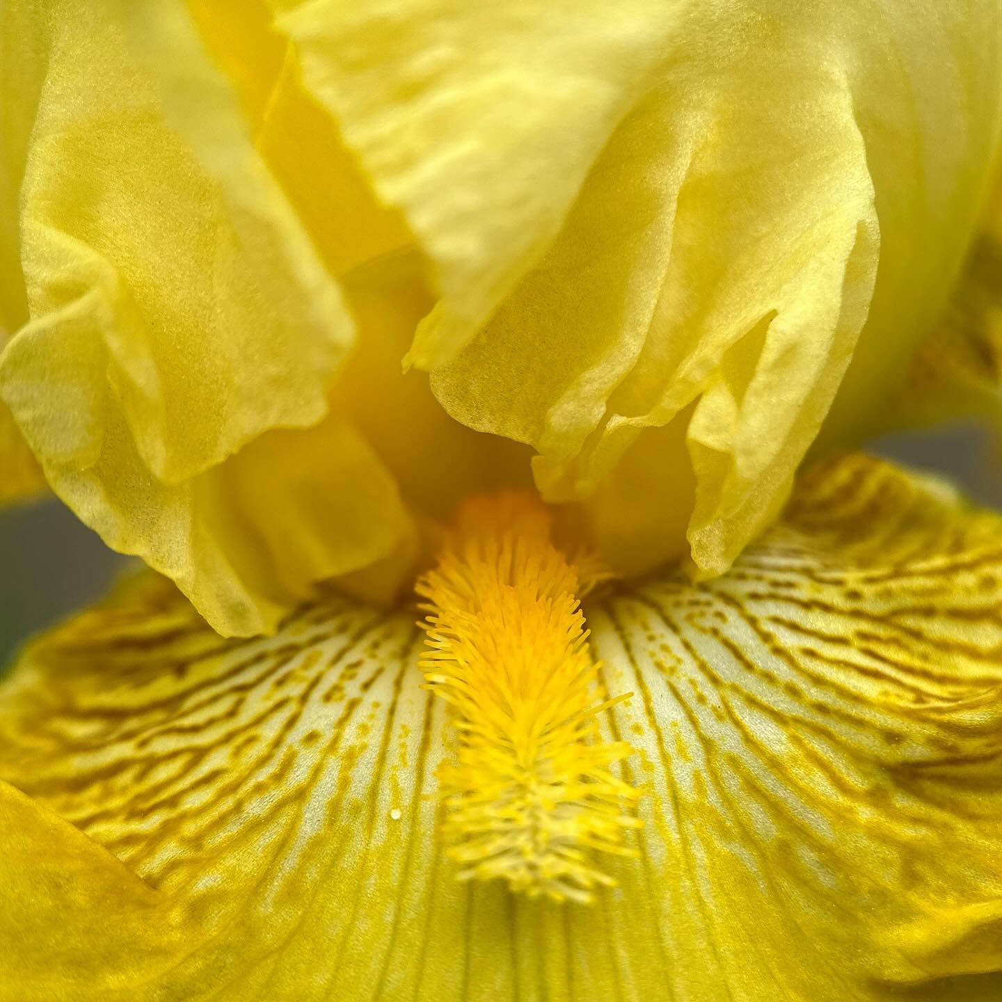 A gift from the yellow iris ~ 

#yellow #golden #iris #gifts