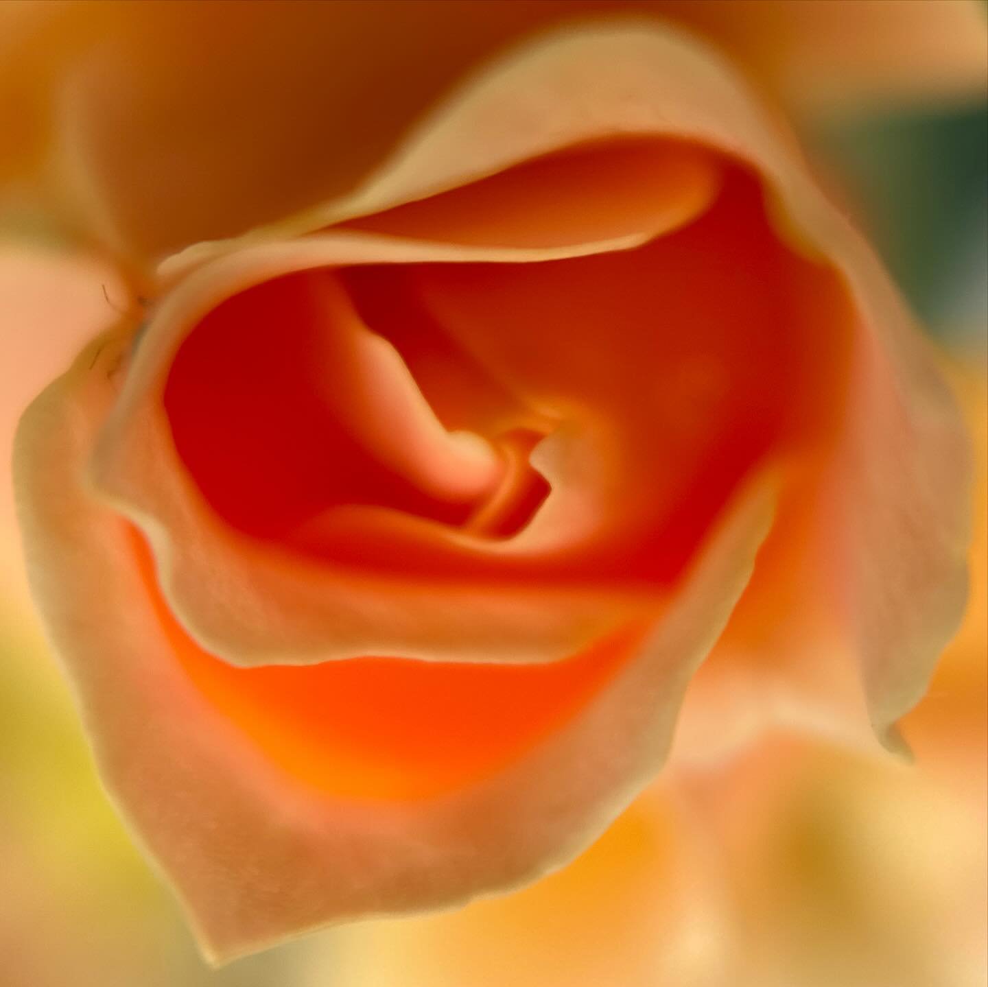 Shifting a bit deeper within an orange rose ~