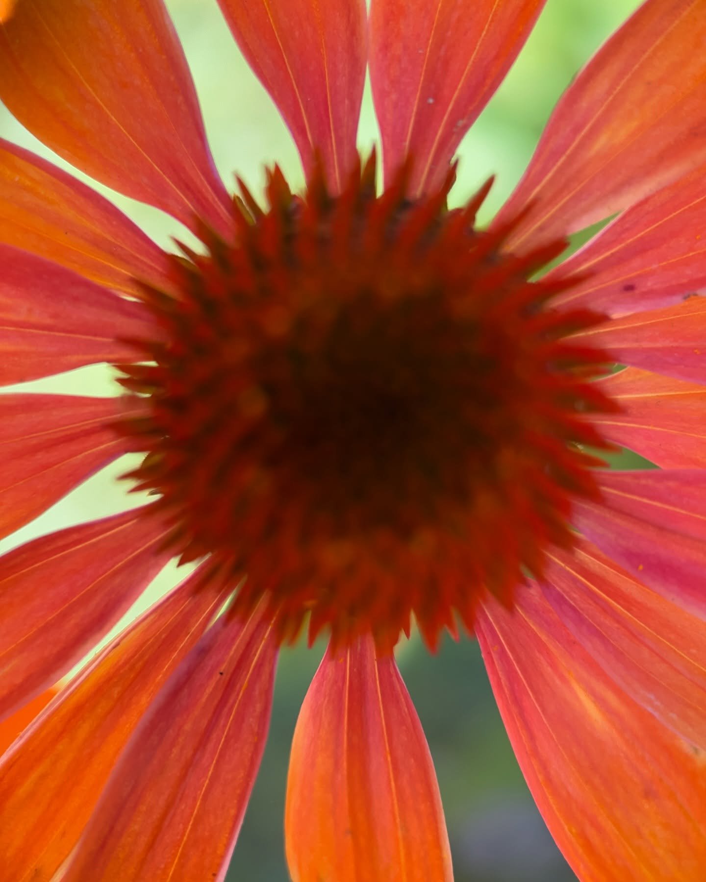 Joyful light of orange cone flowers ~ 

#echinacea #orange