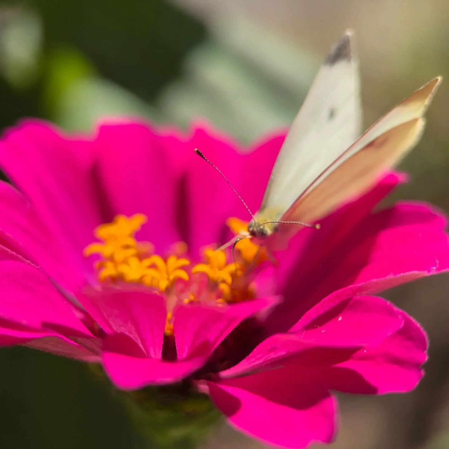 A tonsil of zinnia nectar ~