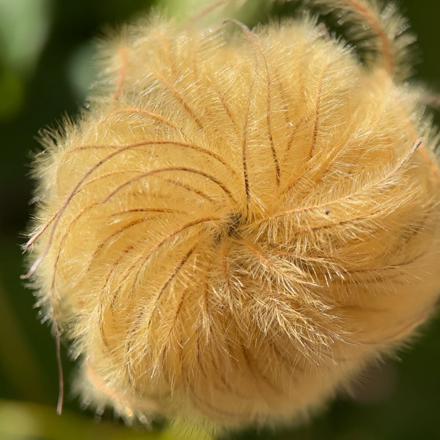 Camellia vine ~ fall patterns ~ final stages ~