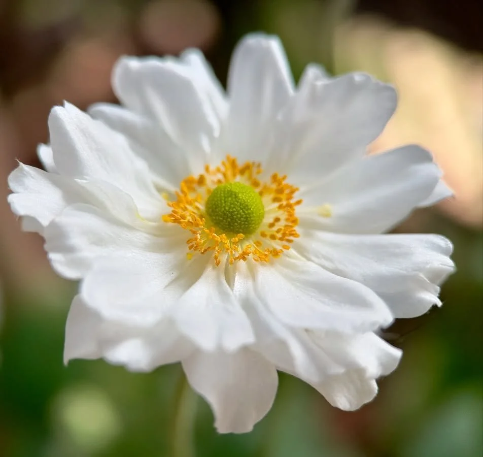 Angelic light from a white anemone ~