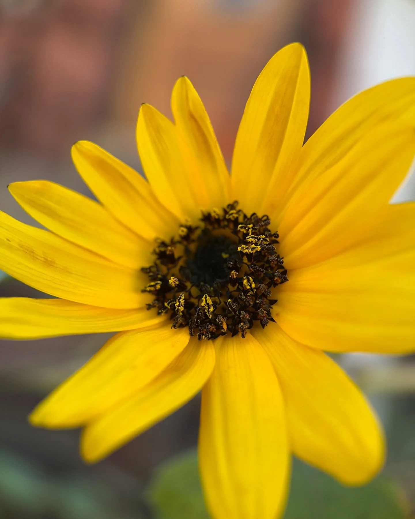The very last of my beautiful sunflower bed ~ they brought light and joy to me and many neighbors, hopefully enough to last until next summer!