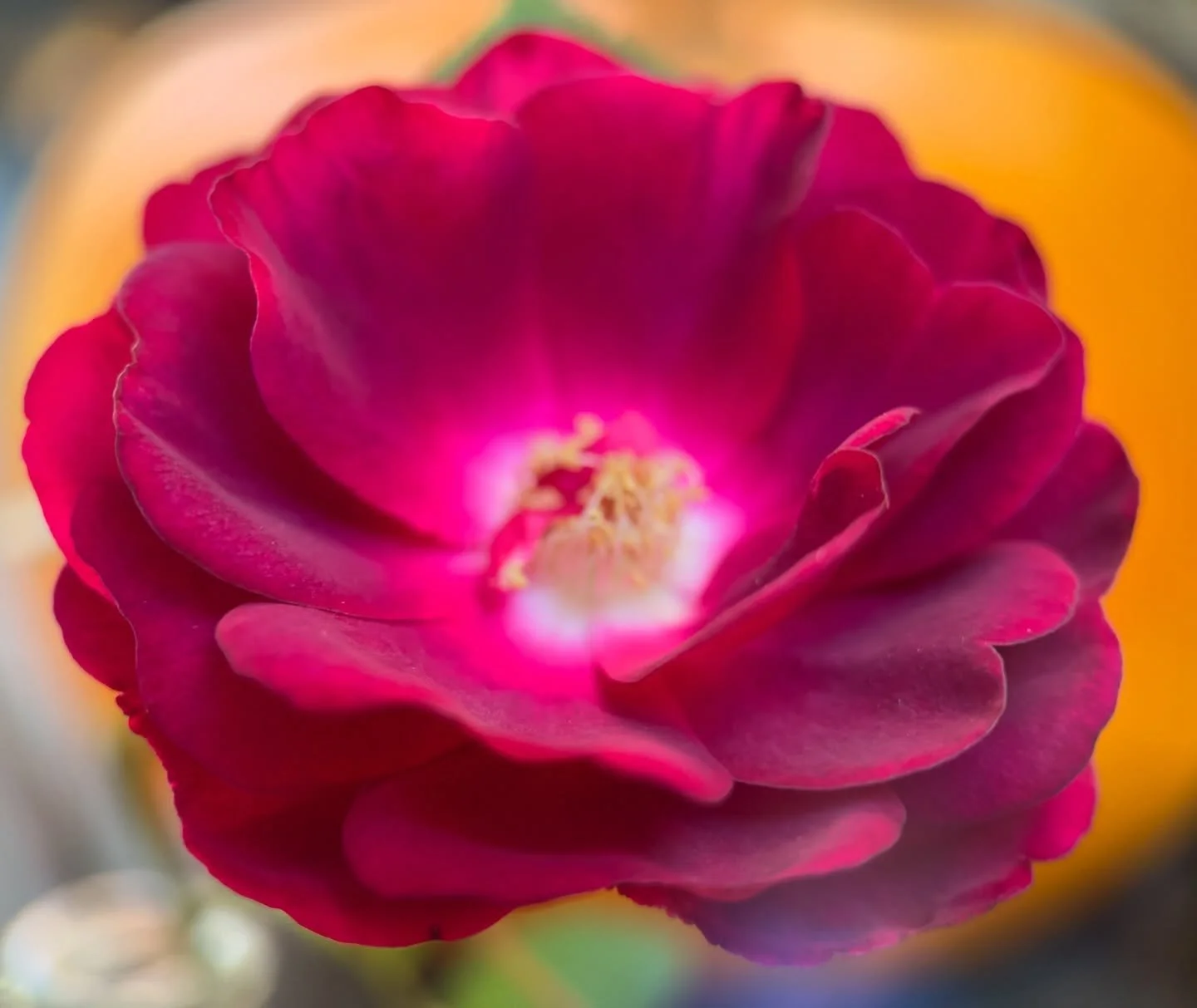 Fall rose releasing new vibrations ~