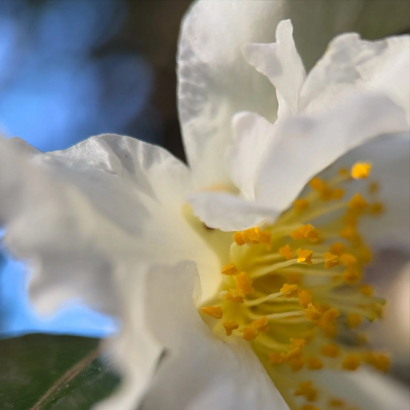 Expressive camellia blooms in whites yellows and blues ~